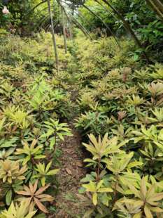 纯露天仔播苗高山杜鹃大花大叶庭园阳台盆栽花卉多品种盲盒