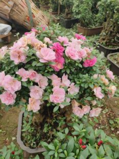 一物一拍杜鹃花皋月杜鹃名贵品种丸子碧空莹雪之子原生矮霸小盆栽