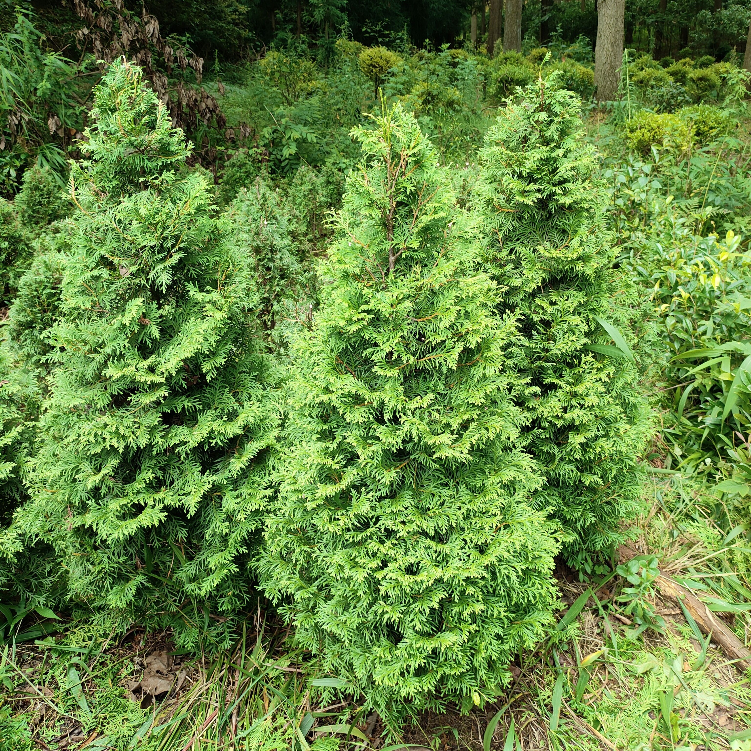香柏树苗又叫孔雀柏稀有品种四季常绿自带香味好养耐寒庭园花园绿