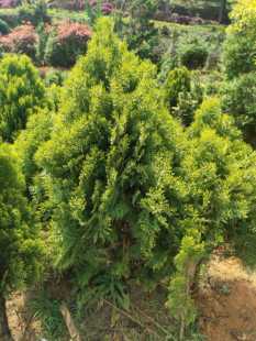 柏树洒金柏盆栽出售树苗塔形植物庭园阳台花镜四季常绿耐寒耐热