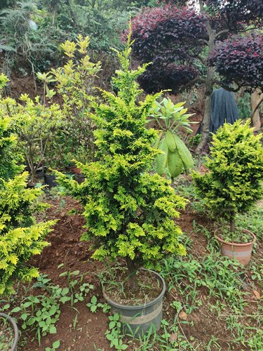 一物一拍进口石化桧黄金桧柏盆景素材造型植物母本黄金羽石化桧