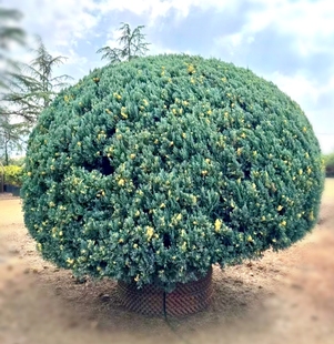 柏树小苗针叶树一物一拍花柏刺柏花叶庭庭园花镜耐寒品种好养易活