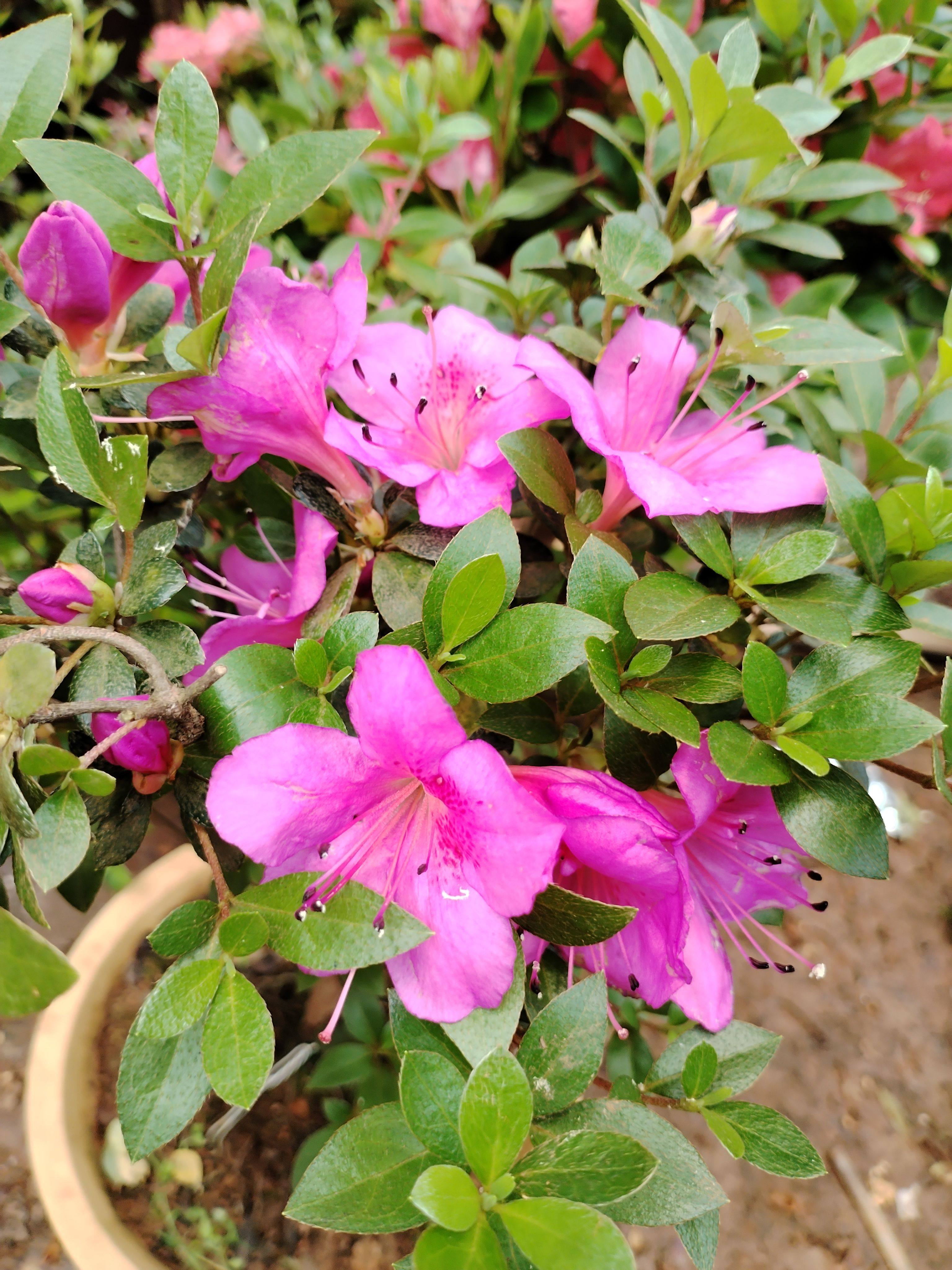 进口杜鹃紫龙之舞紫宸殿一物一拍花卉盆栽夏鹃盆景素材室内外可养