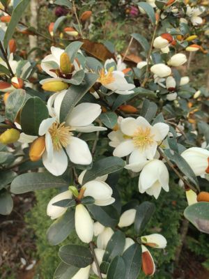 云南含笑花贵州深山含笑盆栽庭园花园球形棒棒糖四季常绿灌木花卉