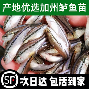 鲈鱼苗特大加州鲈鱼苗可食用大口黑鲈路亚凶猛肉食养殖淡水鲈鱼苗