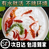 冷水草金观赏鱼小金鱼好养耐活小鱼饲料鱼自来水活鱼锦鲤宠物大全