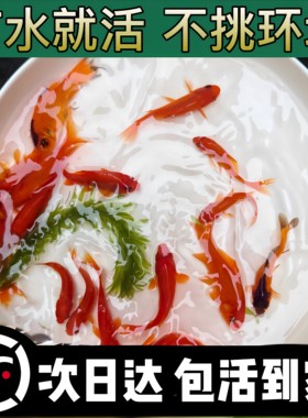 冷水草金观赏鱼小金鱼好养耐活小鱼饲料鱼自来水活鱼锦鲤宠物大全