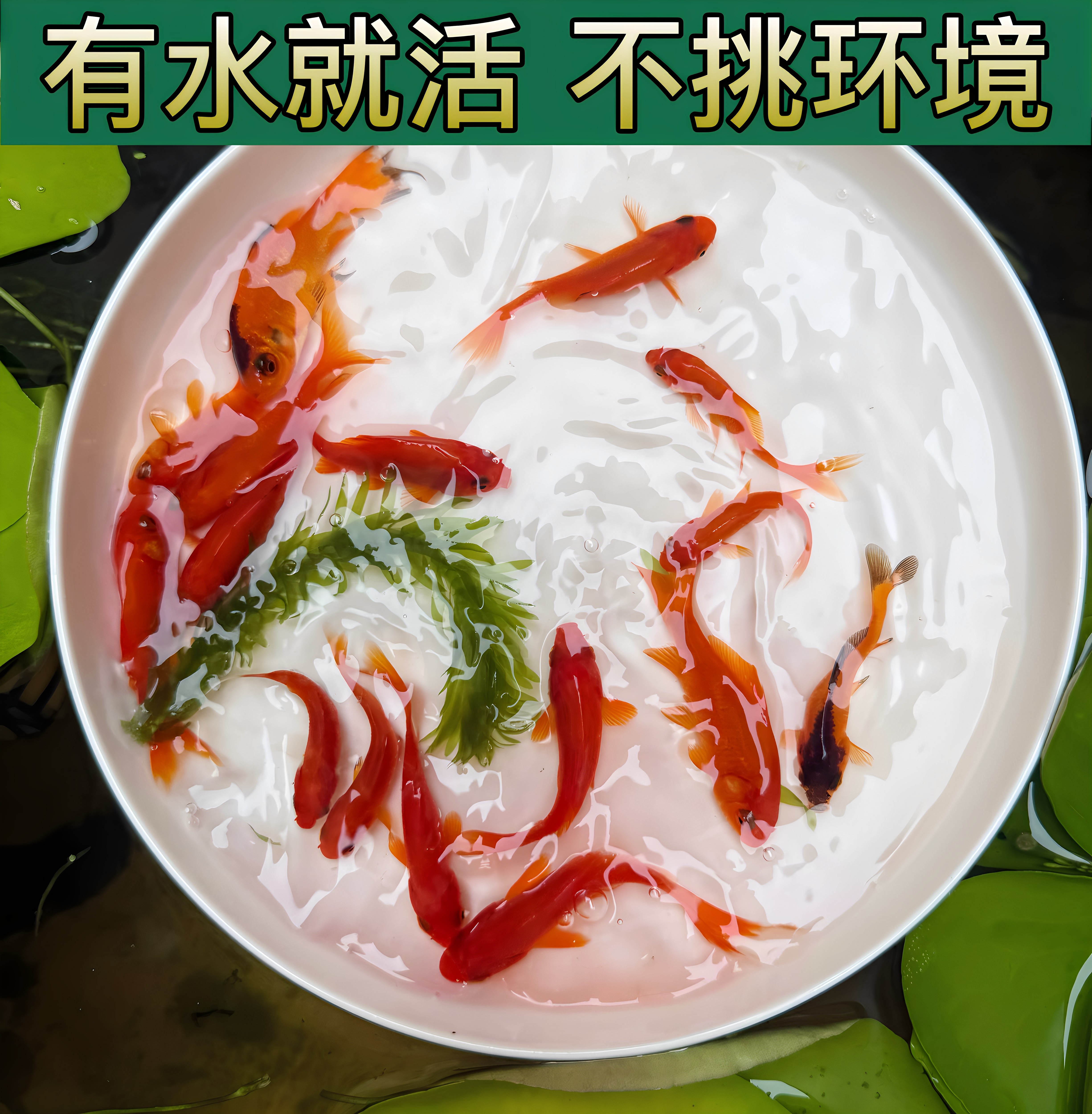 冷水草金观赏鱼小金鱼好养耐活小鱼饲料鱼自来水活鱼锦鲤宠物大全