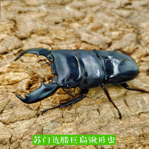苏门答腊巨扁独角仙甲虫昆虫锹甲