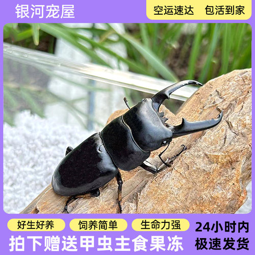 锹甲中华大扁锹甲虫活体宠物