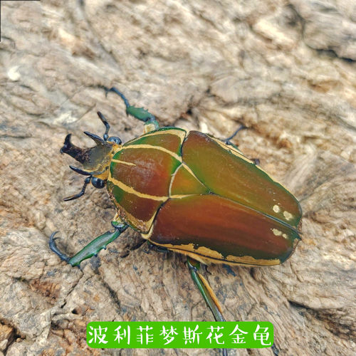 花金龟独角兽成虫宠物mp