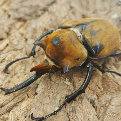 毛象大兜虫宠物独角仙长战神亚克