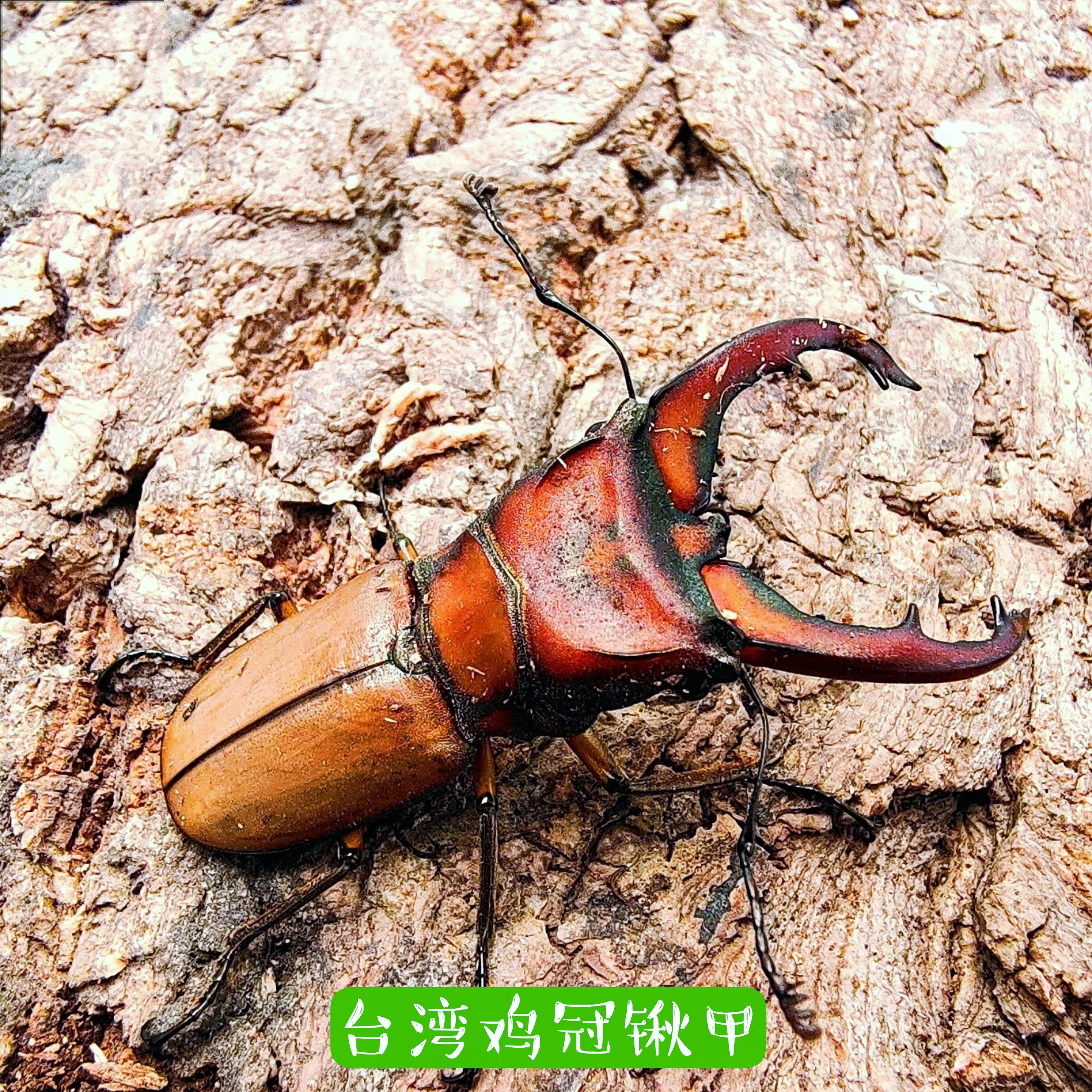 鸡冠细身赤锹形虫 鸡冠锹甲 幼虫 l1 l2 l3 独角仙 兜虫 甲虫活体