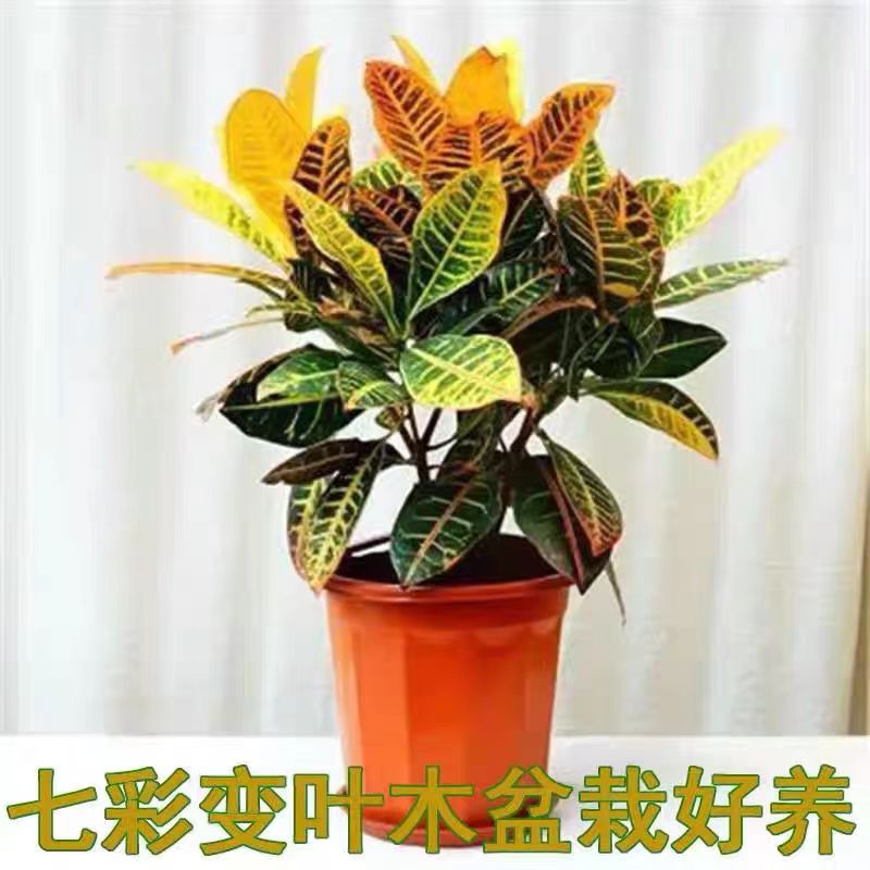 变叶木洒金榕变色木网红盆栽阳台卧室室外内小绿植清新空气吸甲醛