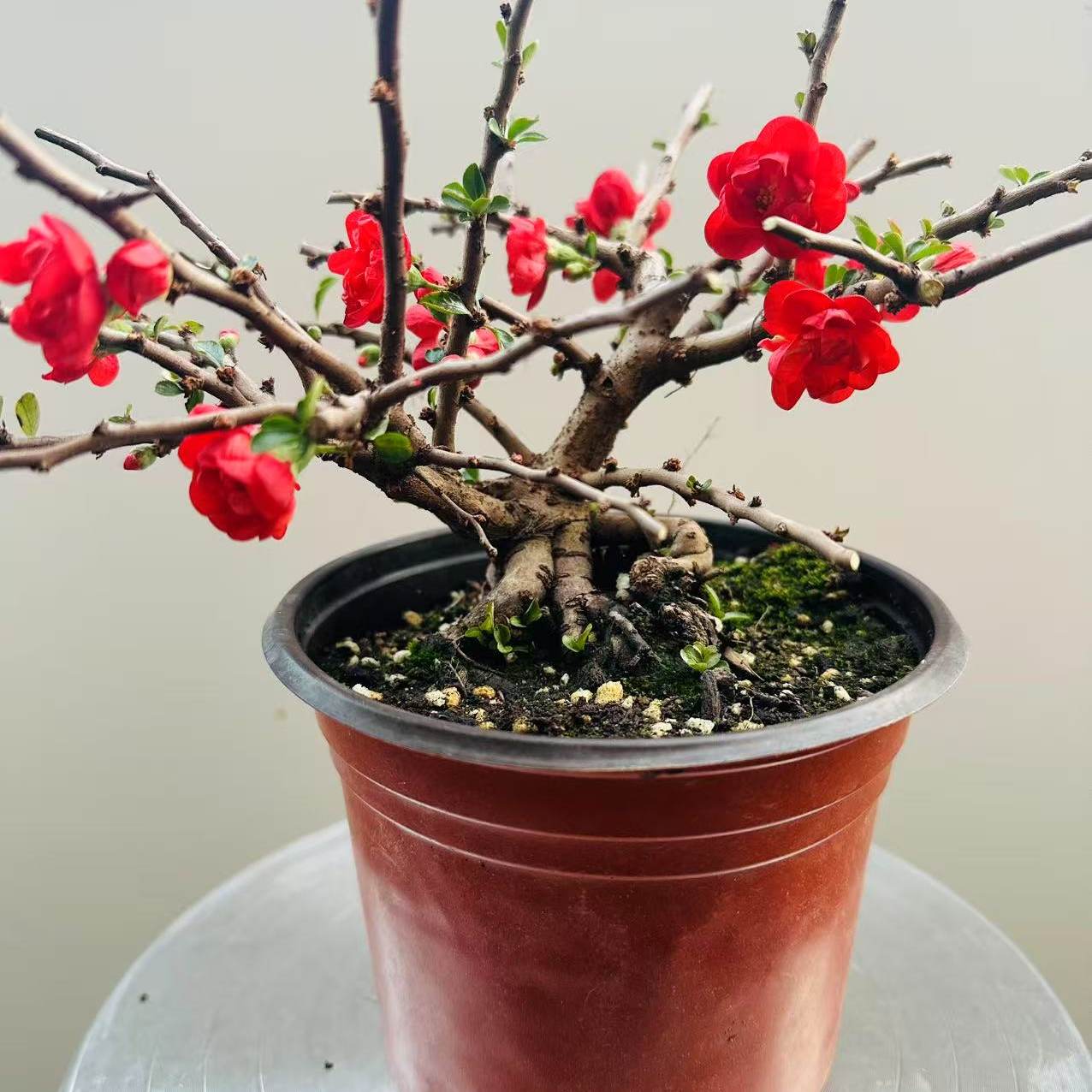 姬小町海棠长寿梅造型盆景含盆易养护桌面装饰红花植物摆件花卉,鲜花速递/花卉仿真/绿植园艺,造型盆景,淘宝优惠券,粉丝福利购,淘宝优惠卷