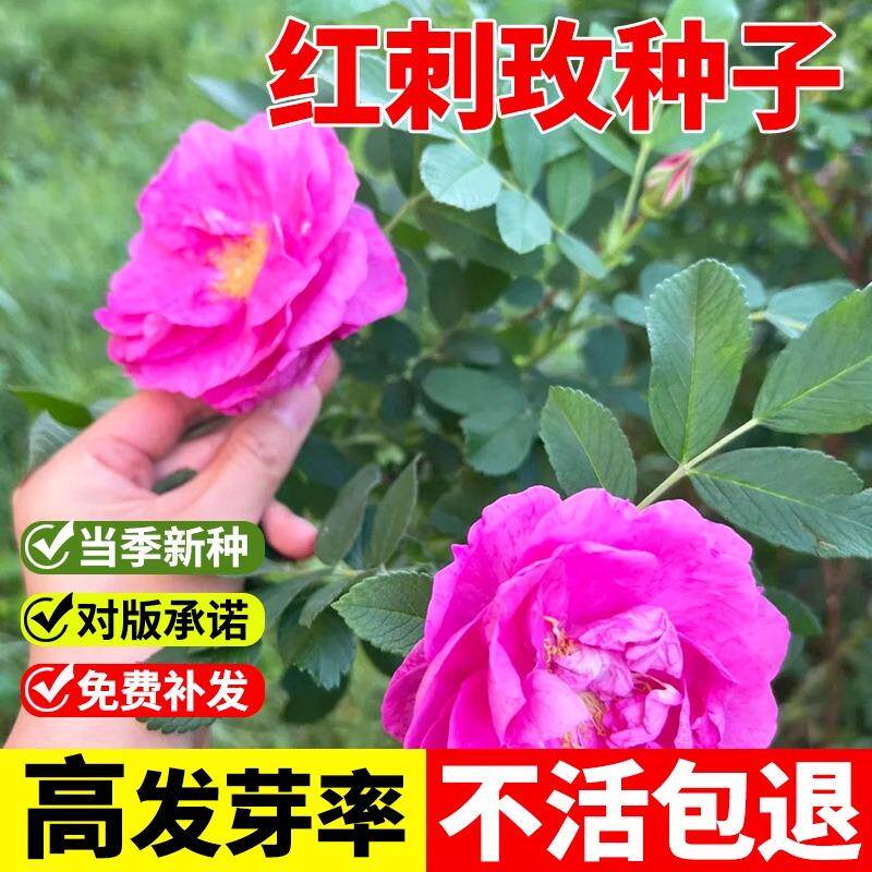 红刺玫种籽黄刺玫种子刺玫花刺玖花黄刺莓破皮刺玫蔷薇玫瑰籽
