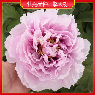 【擎天粉】菏泽正宗观赏牡丹花苗 阳台盆栽绿植 庭院木本花卉