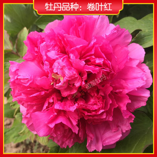 【卷叶红】菏泽正宗牡丹花苗 庭院地栽木本花卉 粉红色 包对版