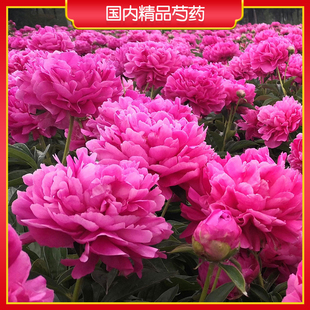 【精品芍药6-8芽】山东菏泽正宗观赏芍药花苗 庭院地栽 阳台盆栽