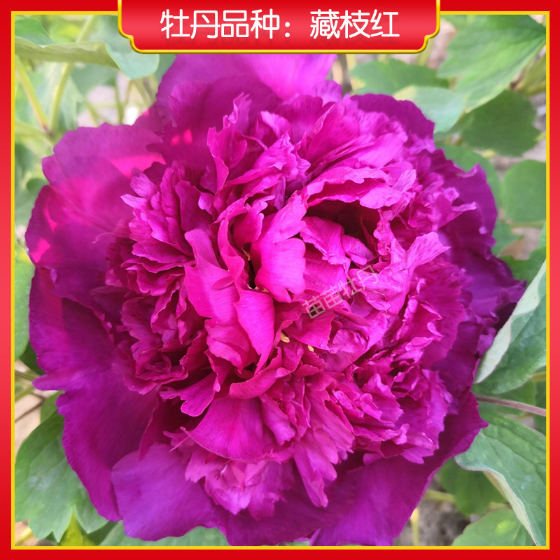 【藏枝红】菏泽正宗红色系牡丹花苗 庭院地栽木本花卉  多年生