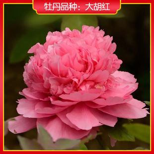 牡丹【大胡红】山东菏泽正宗观赏牡丹花苗 庭院地栽 阳台盆栽