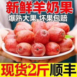 顺丰整箱云南新鲜羊奶果孕妇水果酸甜牛奶果稀有鲜果临沧胡颓子果