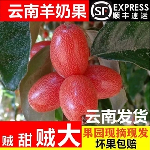 云南新鲜酸甜羊奶果热带时令孕妇水果稀有鲜果牛奶果胡颓子果2斤/