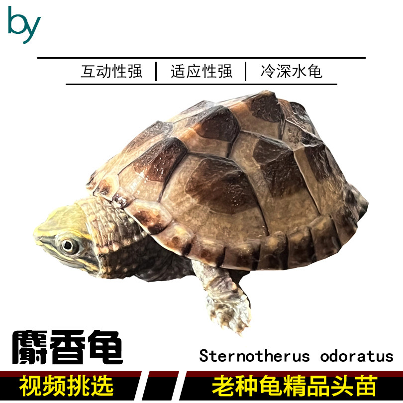 麝香龟蛋龟深水冷水麝香龟苗迷你精品活体麝香公麝香母活体观赏龟