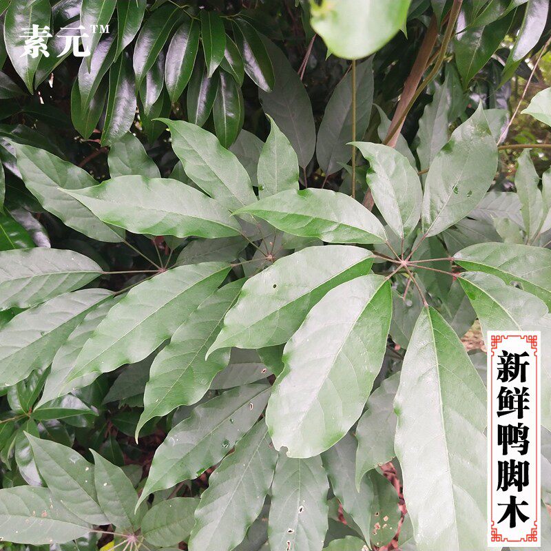 新鲜鸭脚木 现采鹅掌柴鸭掌板皮五指通伞托树 广西中草药材 包邮