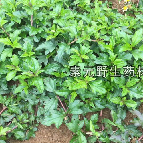 新鲜蟛蜞菊磨奇草黄花旱磨莲草