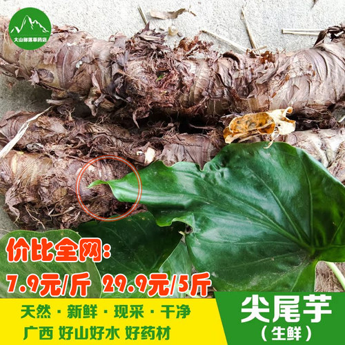 广西尖尾芋老虎芋小叶滴水观音