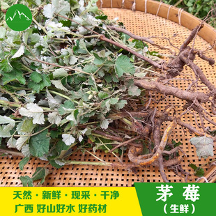 现挖茅莓全草 新鲜红梅消 中草药材三月泡茅梅 茅莓根 蛇泡簕全草