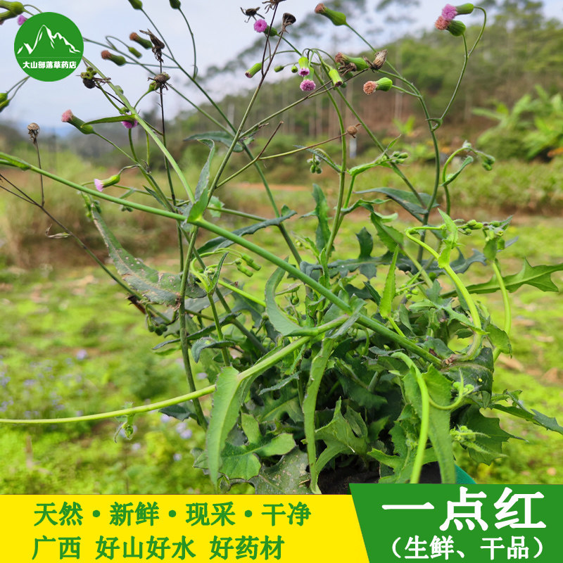 新鲜一点红草现采中草药叶下红红背叶菜羊蹄草天然一点红草药包邮