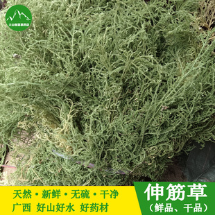 农家自晒伸筋草 新晒石松立筋草舒筋草抽筋草狮子尾 中药材 包邮