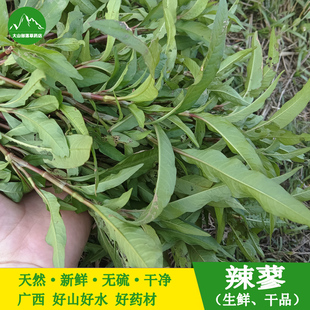 野生新鲜辣蓼 现采辣廖草 辣椒草 辣马蓼白花辣寥 白辣蓼酒曲材料