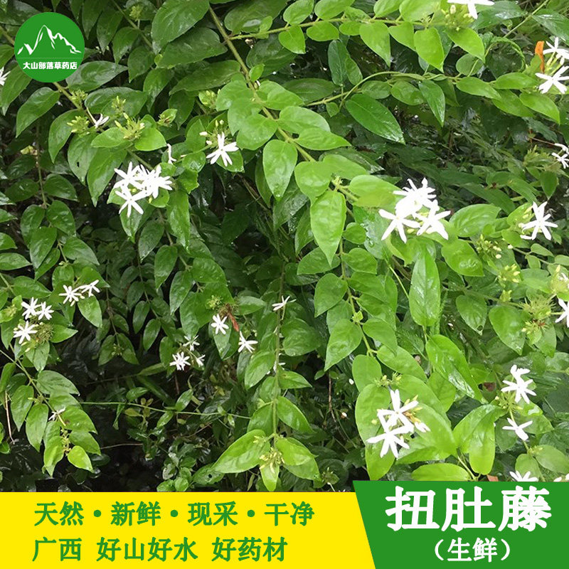新鲜现采扭肚藤 谢三娘白花茶 广西中草药假素馨青藤仔 生鲜藤叶