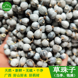 精选草珠子种子籽大粒野薏苡草菩提薏珠子门帘佛珠散珠手串手链