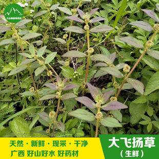 野生新鲜飞扬草乳籽草 大飞扬大乳汁草大飞扬草干货 婴儿洗澡草药