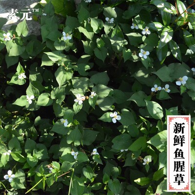 现挖生鲜鱼腥草中草药折耳根