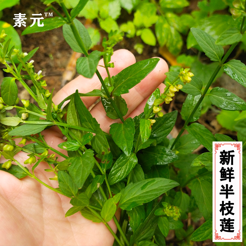 广西新鲜半枝莲 现挖半支莲草 生鲜四方枝仔中草药鲜品全草 包邮