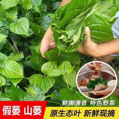现摘假蒌叶蛤蒌叶假娄菜假蒟菜