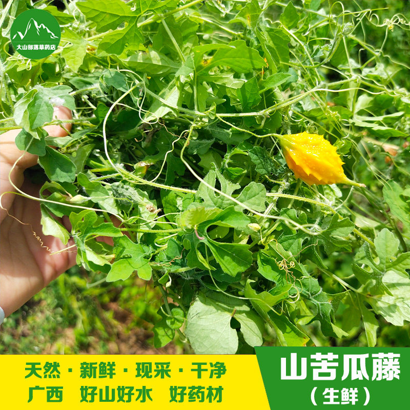 广西现采新鲜山苦瓜藤 野苦瓜土瓜王瓜苦瓜莲鸭卵瓜藤叶宝宝洗澡