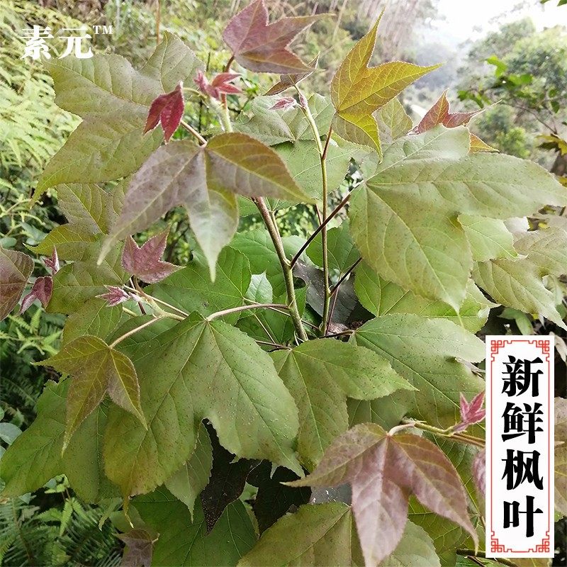 新鲜枫叶 枫木叶五色糯米饭黑米饭植物染料黑色香枫叶 500克包邮