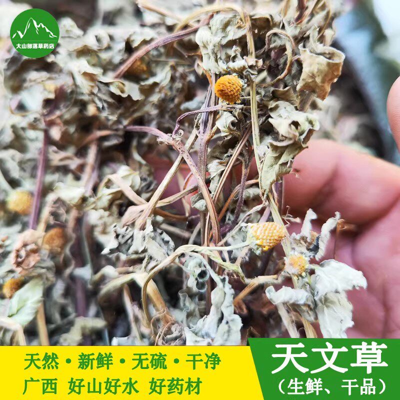 野生天文草干品 纽扣草雨伞草 中草药黄花苦草山骨皮苦草金钮扣