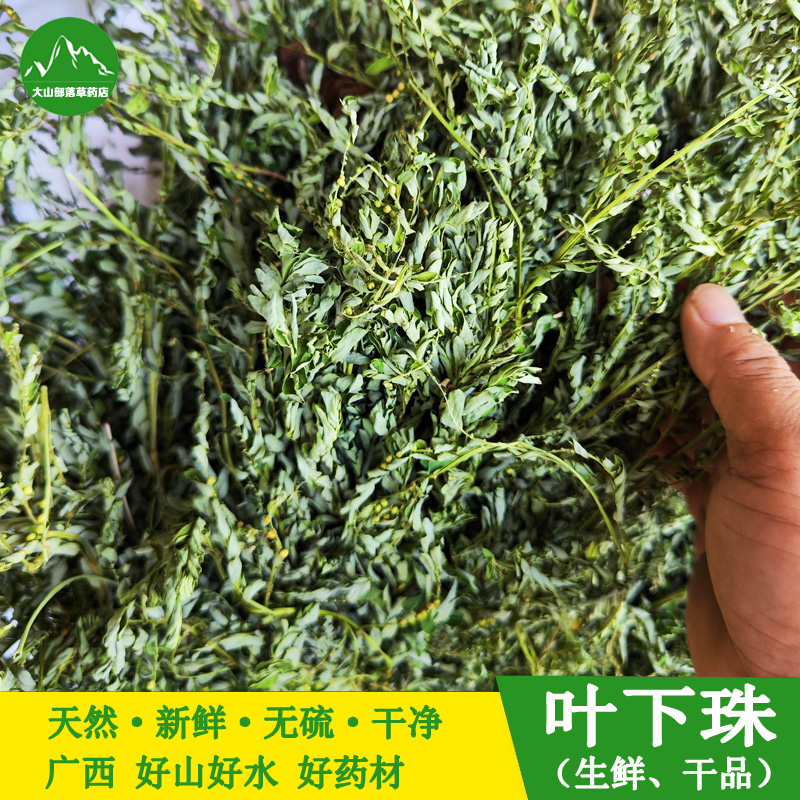 新货叶下珠珍珠草夜合草珠仔草
