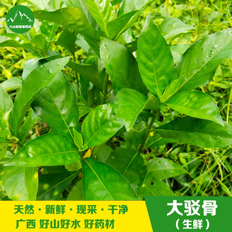 现采新鲜大驳骨草 大驳骨丹大骨风苗 中草药材接骨木还魂草 包邮