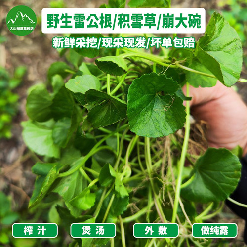 新鲜雷公根崩大碗积雪草中草药