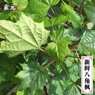 新鲜八角枫 现采华瓜木中草药材白龙须木八角枝叶八角枫纯根 包邮