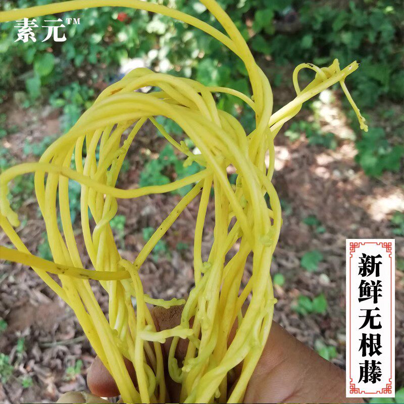 现采新鲜无根藤 黄藤金丝藤无头藤无娘藤无爷藤 中草药菟丝子包邮