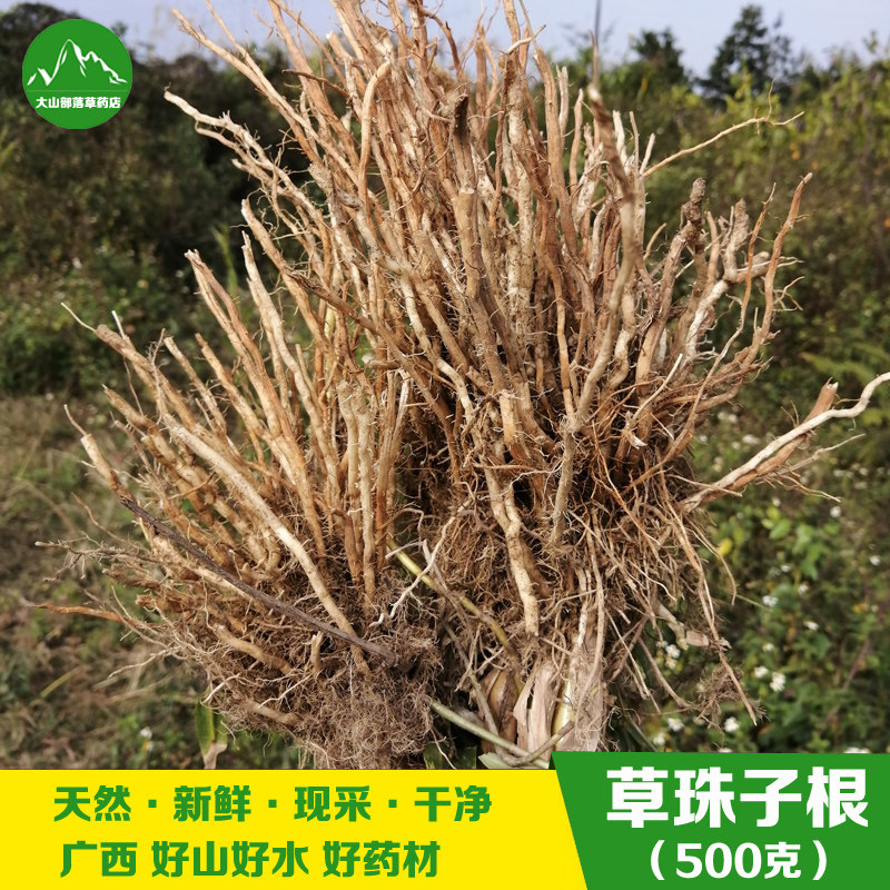 广西现挖草珠子根 尿珠子根 薏苡根中草药野薏米根尿猪根纯根包邮